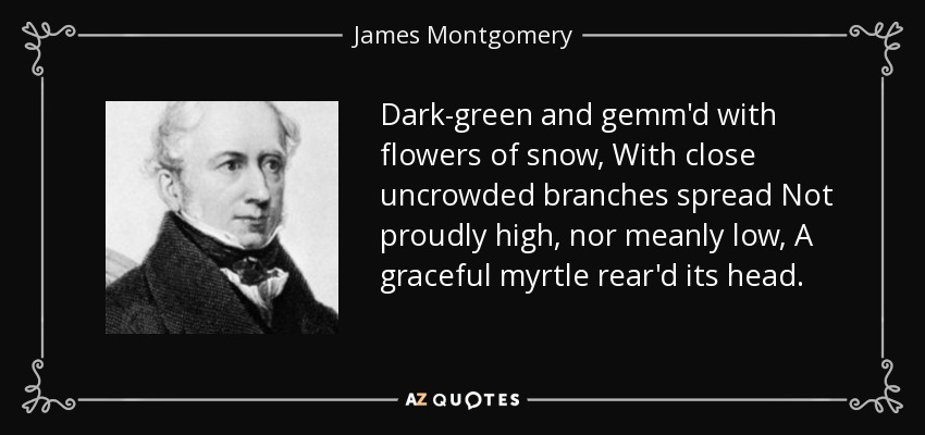 Dark-green and gemm'd with flowers of snow, With close uncrowded branches spread Not proudly high, nor meanly low, A graceful myrtle rear'd its head. - James Montgomery