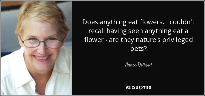 Does anything eat flowers. I couldn't recall having seen anything eat a flower - are they nature's privileged pets? - Annie Dillard