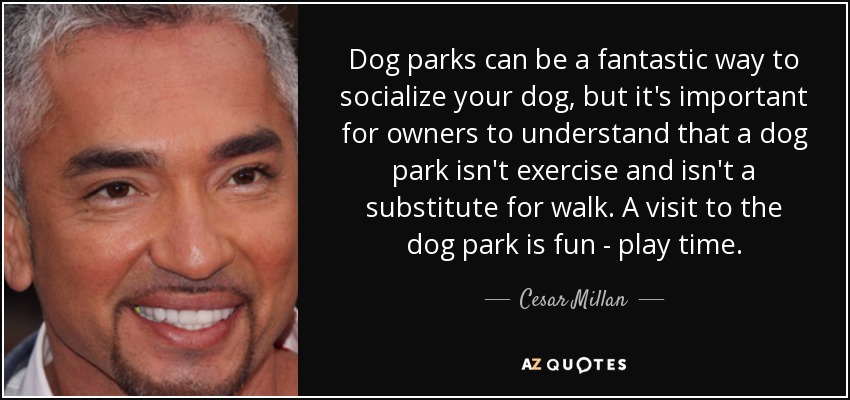 Dog parks can be a fantastic way to socialize your dog, but it's important for owners to understand that a dog park isn't exercise and isn't a substitute for walk. A visit to the dog park is fun - play time. - Cesar Millan