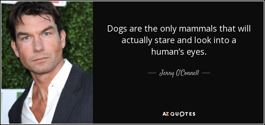 Dogs are the only mammals that will actually stare and look into a human’s eyes. - Jerry O'Connell