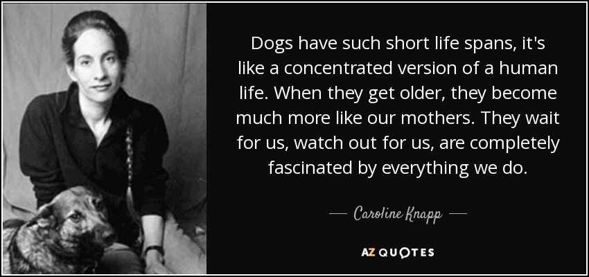 Dogs have such short life spans, it's like a concentrated version of a human life. When they get older, they become much more like our mothers. They wait for us, watch out for us, are completely fascinated by everything we do. - Caroline Knapp