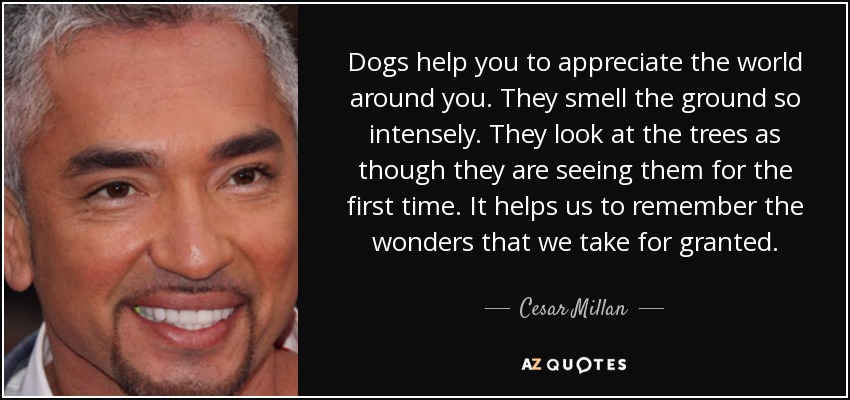 Dogs help you to appreciate the world around you. They smell the ground so intensely. They look at the trees as though they are seeing them for the first time. It helps us to remember the wonders that we take for granted. - Cesar Millan