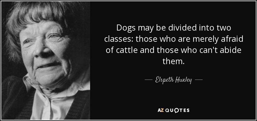 Dogs may be divided into two classes: those who are merely afraid of cattle and those who can't abide them. - Elspeth Huxley