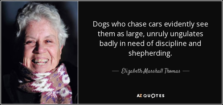 Dogs who chase cars evidently see them as large, unruly ungulates badly in need of discipline and shepherding. - Elizabeth Marshall Thomas