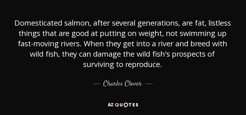 Domesticated salmon, after several generations, are fat, listless things that are good at putting on weight, not swimming up fast-moving rivers. When they get into a river and breed with wild fish, they can damage the wild fish's prospects of surviving to reproduce. - Charles Clover
