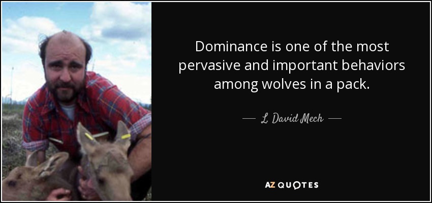 Dominance is one of the most pervasive and important behaviors among wolves in a pack. - L. David Mech