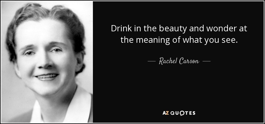 Drink in the beauty and wonder at the meaning of what you see. - Rachel Carson