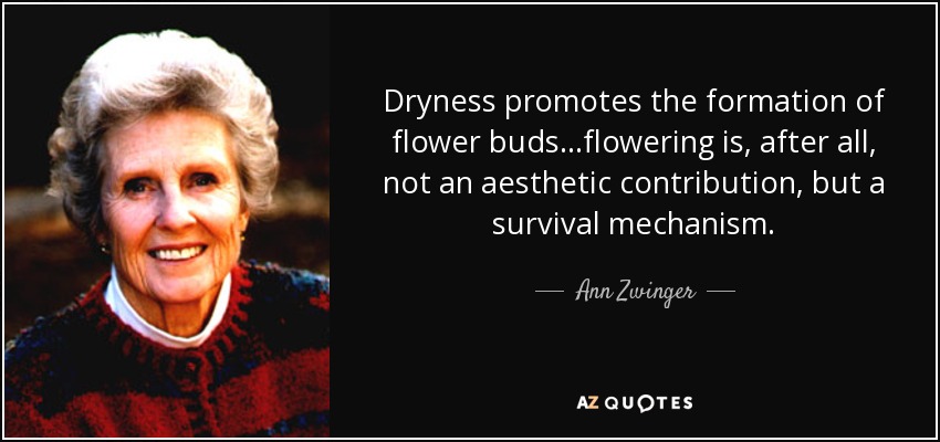 Dryness promotes the formation of flower buds...flowering is, after all, not an aesthetic contribution, but a survival mechanism. - Ann Zwinger