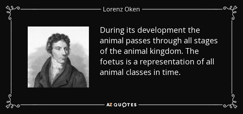 During its development the animal passes through all stages of the animal kingdom. The foetus is a representation of all animal classes in time. - Lorenz Oken