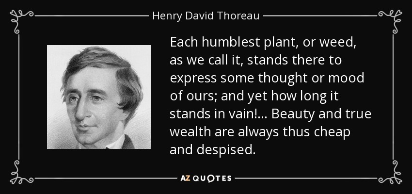 Each humblest plant, or weed, as we call it, stands there to express some thought or mood of ours; and yet how long it stands in vain!... Beauty and true wealth are always thus cheap and despised. - Henry David Thoreau
