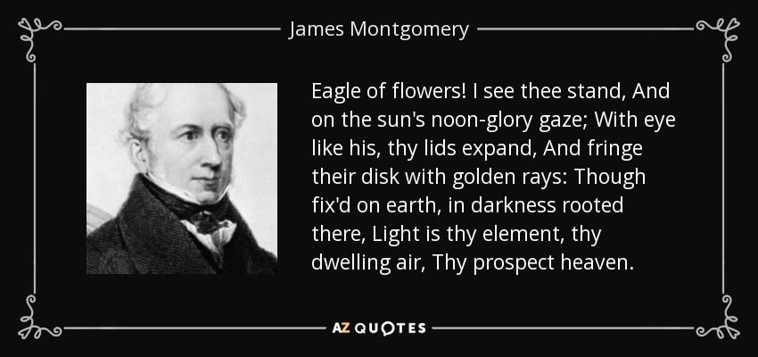 Eagle of flowers! I see thee stand, And on the sun's noon-glory gaze; With eye like his, thy lids expand, And fringe their disk with golden rays: Though fix'd on earth, in darkness rooted there, Light is thy element, thy dwelling air, Thy prospect heaven. - James Montgomery