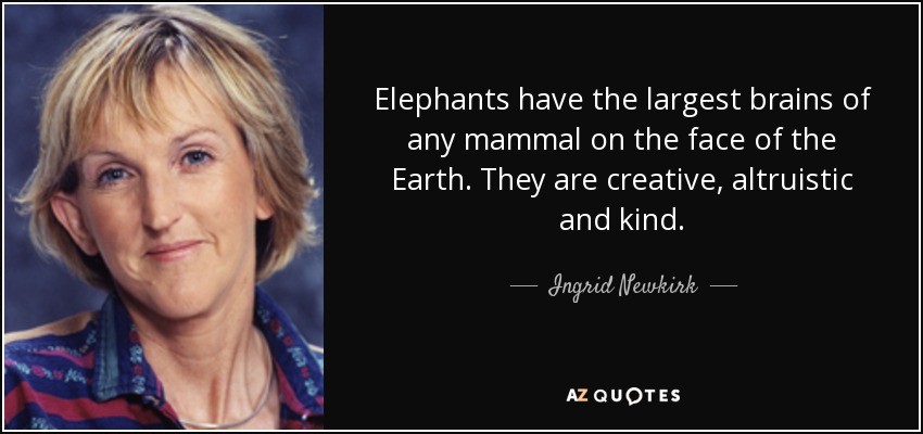 Elephants have the largest brains of any mammal on the face of the Earth. They are creative, altruistic and kind. - Ingrid Newkirk