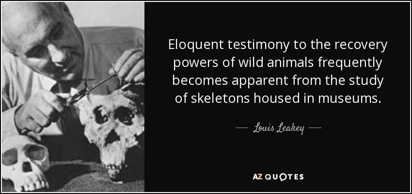 Eloquent testimony to the recovery powers of wild animals frequently becomes apparent from the study of skeletons housed in museums. - Louis Leakey