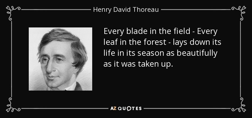 Every blade in the field - Every leaf in the forest - lays down its life in its season as beautifully as it was taken up. - Henry David Thoreau