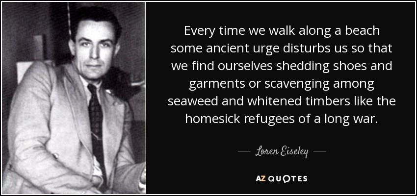 Every time we walk along a beach some ancient urge disturbs us so that we find ourselves shedding shoes and garments or scavenging among seaweed and whitened timbers like the homesick refugees of a long war. - Loren Eiseley