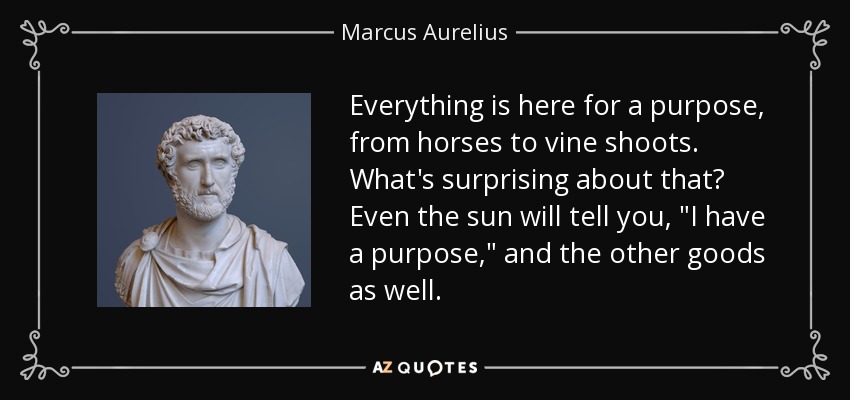 Everything is here for a purpose, from horses to vine shoots. What's surprising about that? Even the sun will tell you, 