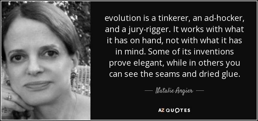 evolution is a tinkerer, an ad-hocker, and a jury-rigger. It works with what it has on hand, not with what it has in mind. Some of its inventions prove elegant, while in others you can see the seams and dried glue. - Natalie Angier