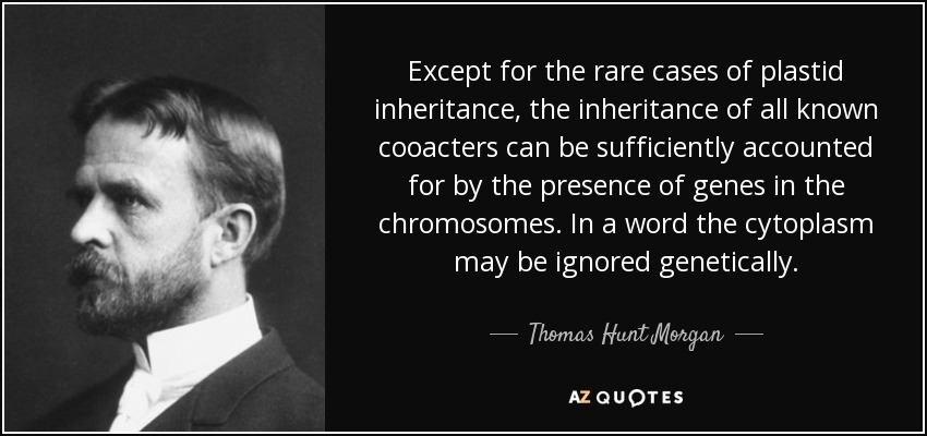 Except for the rare cases of plastid inheritance, the inheritance of all known cooacters can be sufficiently accounted for by the presence of genes in the chromosomes. In a word the cytoplasm may be ignored genetically. - Thomas Hunt Morgan