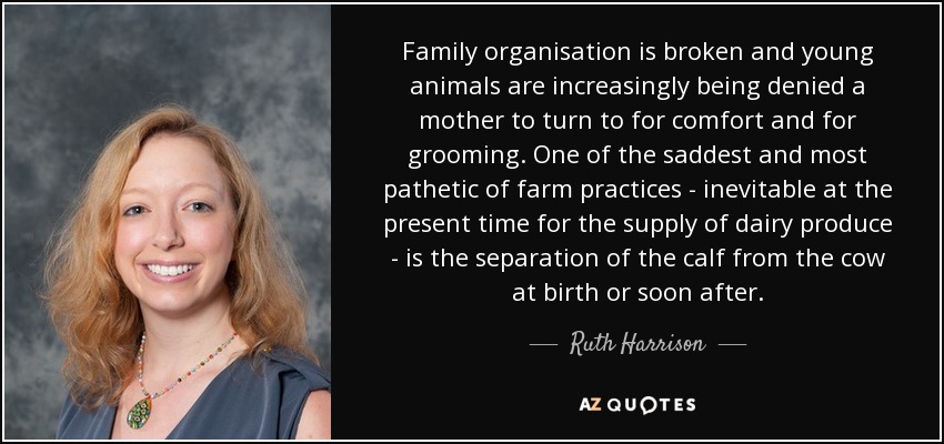 Family organisation is broken and young animals are increasingly being denied a mother to turn to for comfort and for grooming. One of the saddest and most pathetic of farm practices - inevitable at the present time for the supply of dairy produce - is the separation of the calf from the cow at birth or soon after. - Ruth Harrison