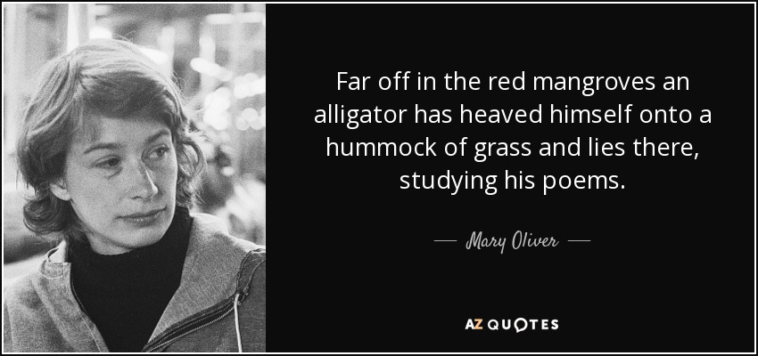 Far off in the red mangroves an alligator has heaved himself onto a hummock of grass and lies there, studying his poems. - Mary Oliver