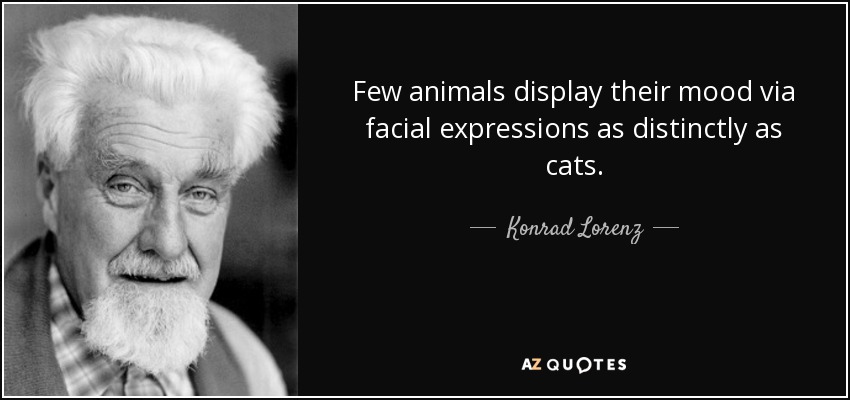 Few animals display their mood via facial expressions as distinctly as cats. - Konrad Lorenz