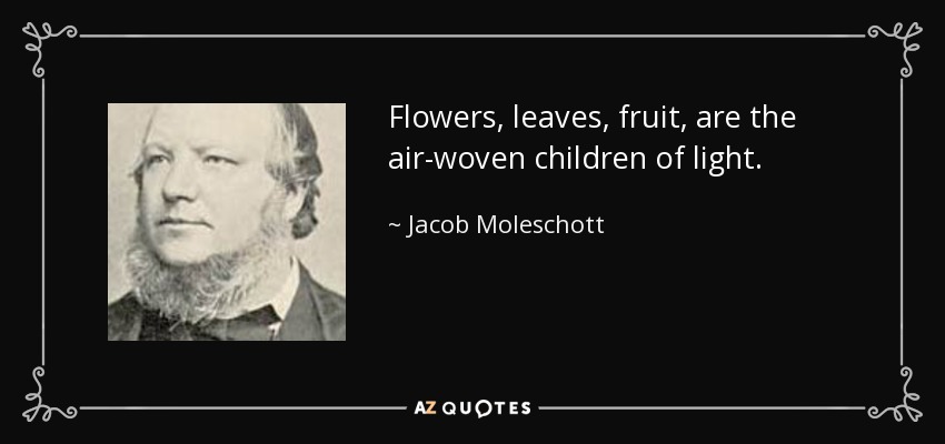 Flowers, leaves, fruit, are the air-woven children of light. - Jacob Moleschott