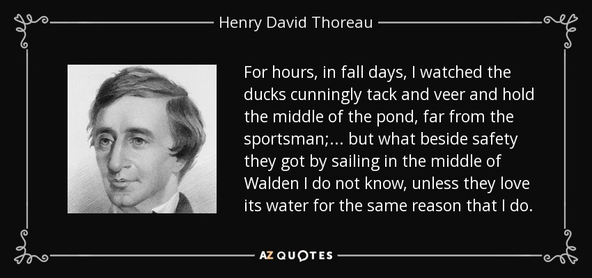 For hours, in fall days, I watched the ducks cunningly tack and veer and hold the middle of the pond, far from the sportsman;... but what beside safety they got by sailing in the middle of Walden I do not know, unless they love its water for the same reason that I do. - Henry David Thoreau