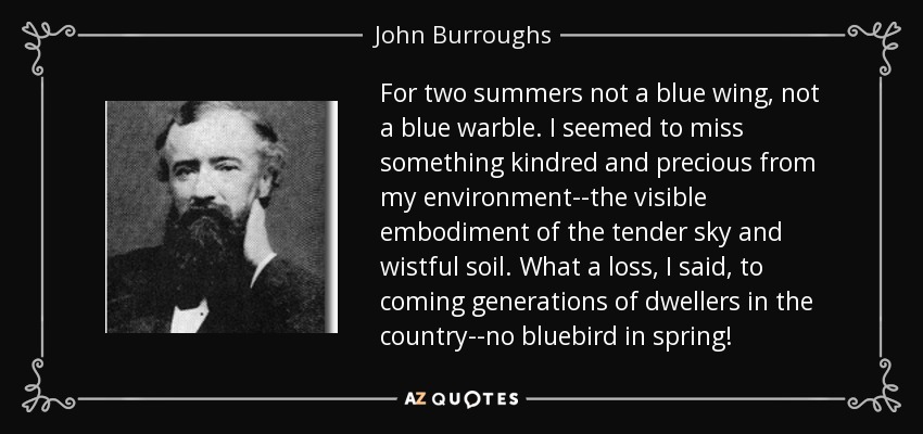 For two summers not a blue wing, not a blue warble. I seemed to miss something kindred and precious from my environment--the visible embodiment of the tender sky and wistful soil. What a loss, I said, to coming generations of dwellers in the country--no bluebird in spring! - John Burroughs