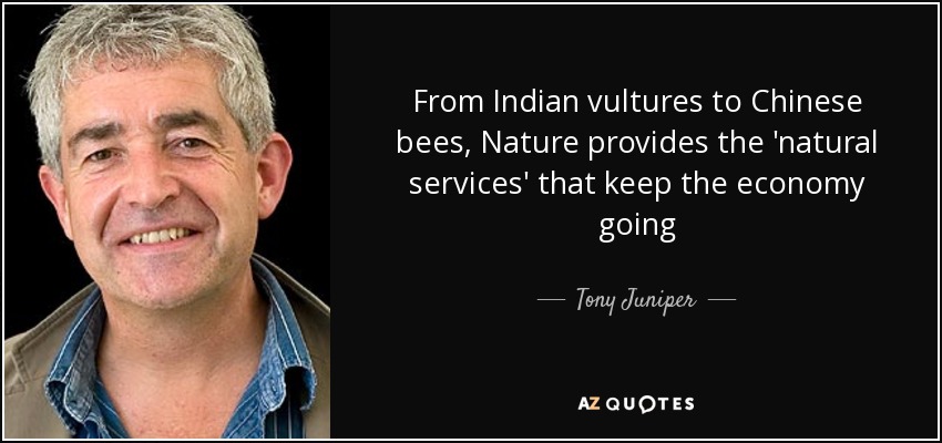 From Indian vultures to Chinese bees, Nature provides the 'natural services' that keep the economy going - Tony Juniper