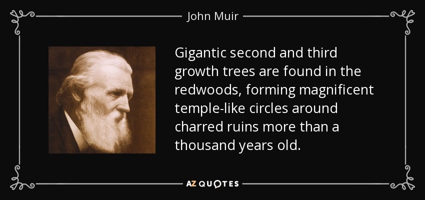 Gigantic second and third growth trees are found in the redwoods, forming magnificent temple-like circles around charred ruins more than a thousand years old. - John Muir