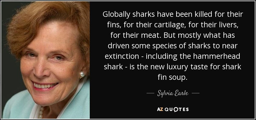 Globally sharks have been killed for their fins, for their cartilage, for their livers, for their meat. But mostly what has driven some species of sharks to near extinction - including the hammerhead shark - is the new luxury taste for shark fin soup. - Sylvia Earle