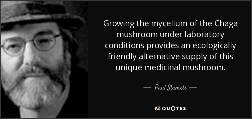 Growing the mycelium of the Chaga mushroom under laboratory conditions provides an ecologically friendly alternative supply of this unique medicinal mushroom. - Paul Stamets