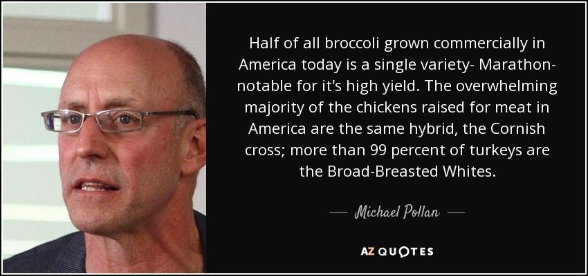 Half of all broccoli grown commercially in America today is a single variety- Marathon- notable for it's high yield. The overwhelming majority of the chickens raised for meat in America are the same hybrid, the Cornish cross; more than 99 percent of turkeys are the Broad-Breasted Whites. - Michael Pollan