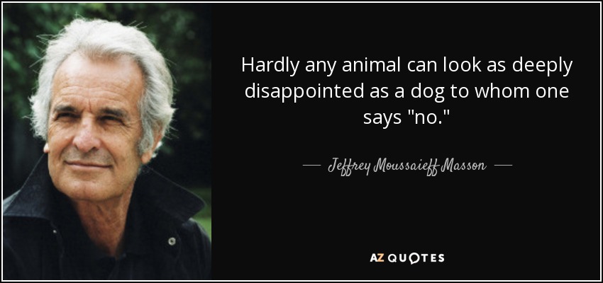 Hardly any animal can look as deeply disappointed as a dog to whom one says 