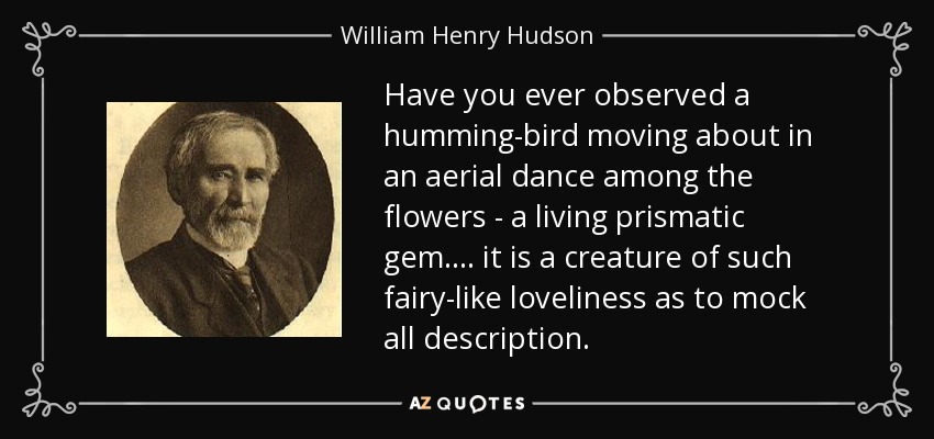 Have you ever observed a humming-bird moving about in an aerial dance among the flowers - a living prismatic gem.... it is a creature of such fairy-like loveliness as to mock all description. - William Henry Hudson