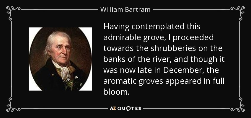 Having contemplated this admirable grove, I proceeded towards the shrubberies on the banks of the river, and though it was now late in December, the aromatic groves appeared in full bloom. - William Bartram