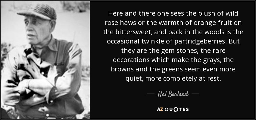 Here and there one sees the blush of wild rose haws or the warmth of orange fruit on the bittersweet, and back in the woods is the occasional twinkle of partridgeberries. But they are the gem stones, the rare decorations which make the grays, the browns and the greens seem even more quiet, more completely at rest. - Hal Borland