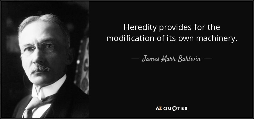 Heredity provides for the modification of its own machinery. - James Mark Baldwin