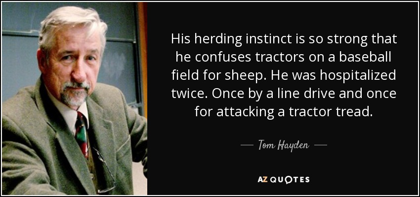 His herding instinct is so strong that he confuses tractors on a baseball field for sheep. He was hospitalized twice. Once by a line drive and once for attacking a tractor tread. - Tom Hayden