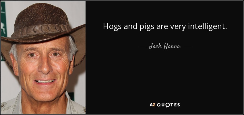 Hogs and pigs are very intelligent. - Jack Hanna
