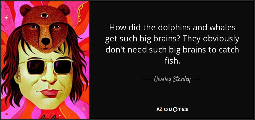 How did the dolphins and whales get such big brains? They obviously don't need such big brains to catch fish. - Owsley Stanley