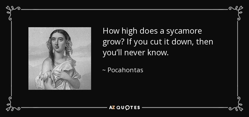 How high does a sycamore grow? If you cut it down, then you’ll never know. - Pocahontas