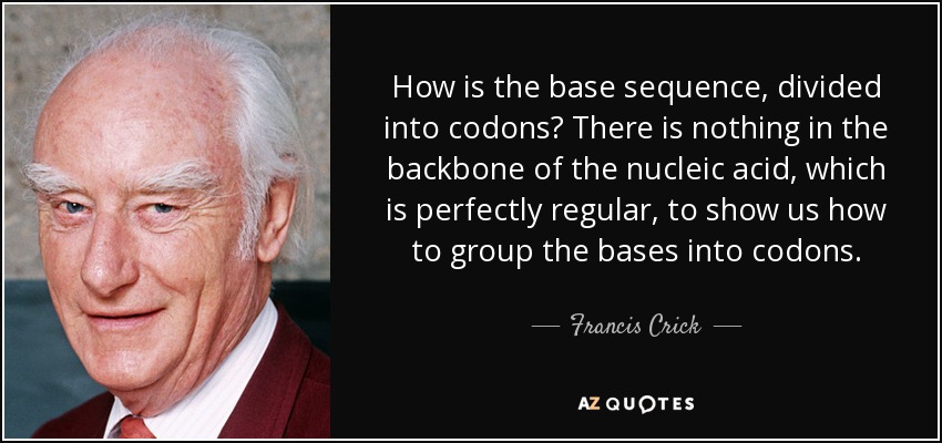 How is the base sequence, divided into codons? There is nothing in the backbone of the nucleic acid, which is perfectly regular, to show us how to group the bases into codons. - Francis Crick