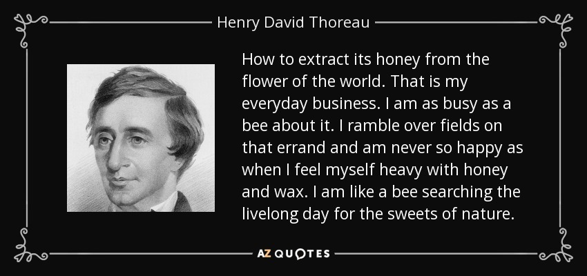 How to extract its honey from the flower of the world. That is my everyday business. I am as busy as a bee about it. I ramble over fields on that errand and am never so happy as when I feel myself heavy with honey and wax. I am like a bee searching the livelong day for the sweets of nature. - Henry David Thoreau