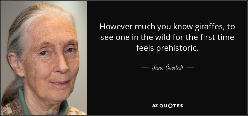 However much you know giraffes, to see one in the wild for the first time feels prehistoric. - Jane Goodall