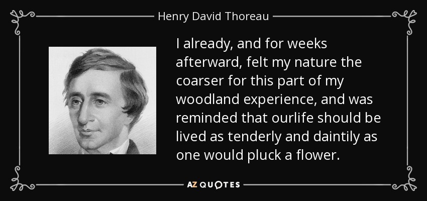 I already, and for weeks afterward, felt my nature the coarser for this part of my woodland experience, and was reminded that ourlife should be lived as tenderly and daintily as one would pluck a flower. - Henry David Thoreau