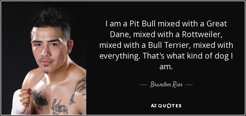 I am a Pit Bull mixed with a Great Dane, mixed with a Rottweiler, mixed with a Bull Terrier, mixed with everything. That's what kind of dog I am. - Brandon Rios