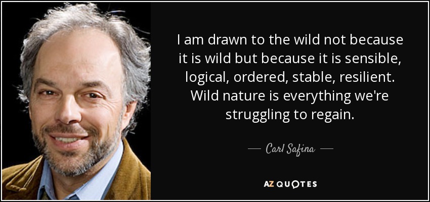 I am drawn to the wild not because it is wild but because it is sensible, logical, ordered, stable, resilient. Wild nature is everything we're struggling to regain. - Carl Safina