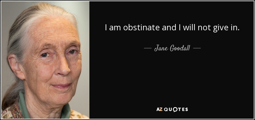 I am obstinate and I will not give in. - Jane Goodall