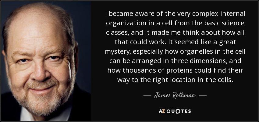 I became aware of the very complex internal organization in a cell from the basic science classes, and it made me think about how all that could work. It seemed like a great mystery, especially how organelles in the cell can be arranged in three dimensions, and how thousands of proteins could find their way to the right location in the cells. - James Rothman